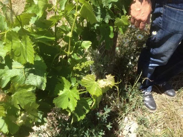 Tour de querso y vino 2