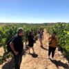 Visita a viñedo con Winebus