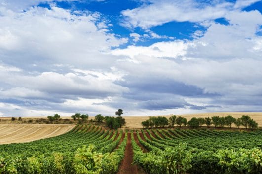 Viñedo Rioja